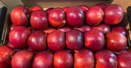 Prefabricado en el embalaje de cualquier comprador: Prince