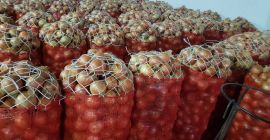 cebollas amarillas y rojas, sacos netos de 25 kg