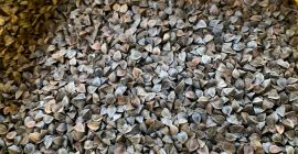 Vendemos trigo sarraceno pureza 98% embalaje 25 kg, 1000
