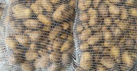 Venderemos cantidades de camiones de patatas comestibles. Variedades: Excelencia
