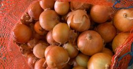 Cebollas de bulbo, ideales para cocinar en restaurantes, cafés,