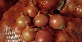 Cebollas de bulbo, ideales para cocinar en restaurantes, cafés,