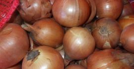 Cebollas de bulbo, ideales para cocinar en restaurantes, cafés,