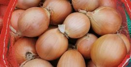 Cebollas de bulbo, ideales para cocinar en restaurantes, cafés,