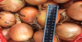 Cebollas de bulbo, ideales para cocinar en restaurantes, cafés,