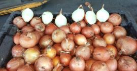 Cebollas de bulbo, ideales para cocinar en restaurantes, cafés,