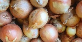 Cebollas de bulbo, ideales para cocinar en restaurantes, cafés,