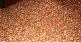 Cebollas de bulbo, ideales para cocinar en restaurantes, cafés,