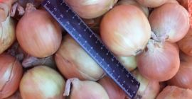 Cebollas de bulbo, ideales para cocinar en restaurantes, cafés,