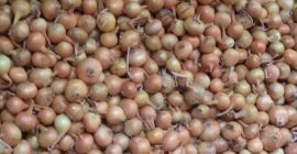 Cebollas de bulbo, ideales para cocinar en restaurantes, cafés,