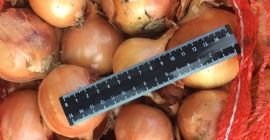 Cebollas de bulbo, ideales para cocinar en restaurantes, cafés,