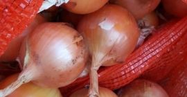 Cebollas de bulbo, ideales para cocinar en restaurantes, cafés,