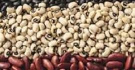 Venta de frijoles Ofrecemos comprar frijoles de la empresa