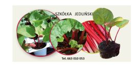 El vivero de ruibarbo Jedliński ofrece: - esquejes de