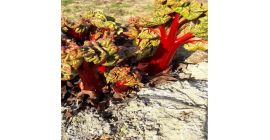 El vivero de ruibarbo Jedliński ofrece: - esquejes de