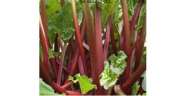 El vivero de ruibarbo Jedliński ofrece: - esquejes de