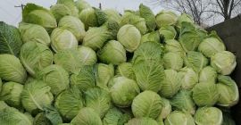 repollo demi savoy tundra repollo demi savoy tundra para la venta cantidad 100