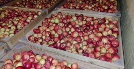 Idared, fresco. Contacto: WhatsApp 607049628, correo electrónico marceli.dubczyk@gmail.com