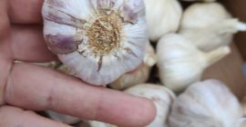 Hola, ofrezco ajo polaco Harnaś a la venta. Calibre