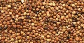 La empresa compra lino, sorgo, mijo, frijoles - lino