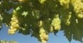 Fertilizante orgánico 100% concentrado Representa - extracto de biofertilizante