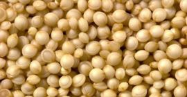 Grano de quinua disponible