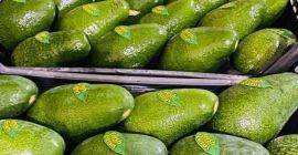 Venta de Aguacate, Mm 12-14-16 (250-320 gr), 1 Palet