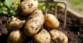 Venderé patatas y patatas de siembra en una cantidad