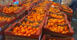 Hola, vendo naranjas para clasificar. Después de un accidente