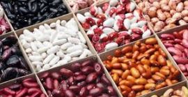 Compra frijoles. Venta de frijoles Frijoles al por mayor.