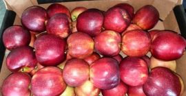 Venderé Jonaprince Jonagored Golden Gala en caja o caja