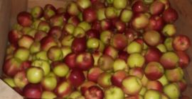 Venderé Champion, Ligola y otras variedades de la cámara