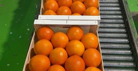 naranja, kaki, aceite de oliva. Todos de Valencia, España.