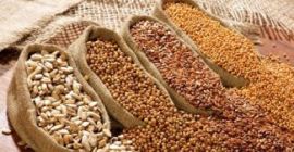 Compro frijoles, lino, sorgo, mijo. - marrón lino, dorado