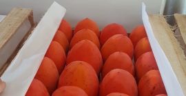 WhatsApp +994503260710