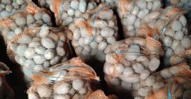 Venderé papas, variedad Vineta y Lavanda en grandes cantidades.