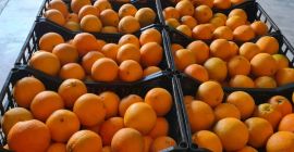 Se vende naranja española. Fruta fresca, dulce y jugosa.