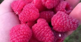 Vendo frambuesas polka y cayuga, espino amarillo, chokeberry, grosella