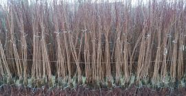 Los viveros de Serbia Los viveros de Serbia ofrecen plántulas de manzana, variedades