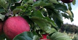 Vendo manzanas de mi propio huerto, conservadas en cámara