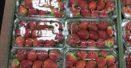 Fresco y Congelado IQF Fresco y Congelado IQF y Plast Empaque Caja de