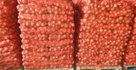 CEBOLLA CALIDAD PREMIUM --- EXPORTACIÓN Información en +381653875233Viber, Whatsapp