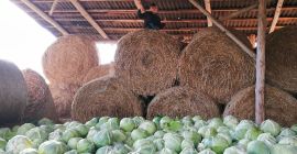 Venderé repollo blanco para encurtir. Bonitas cabezas de unos