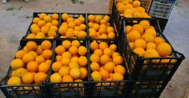 Venta de naranjas Navelina L7 españolas. Fruta fresca, dulce