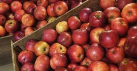 Venta de manzanas Idared, ecológicas (certificadas). De la cámara