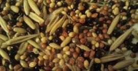 Compraré frijoles, lino (marrón, dorado), sorgo, mijo. - lino