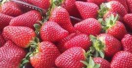 Las fresas provienen de Albania. El producto es tan