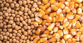 Compramos soja, maíz en cualquier cantidad. Cualquier forma de