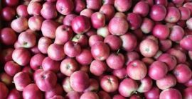 Idared en venta, Najdared.