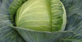 Trabajará con verduras. Hola, estoy ofreciendo verduras orgánicas para